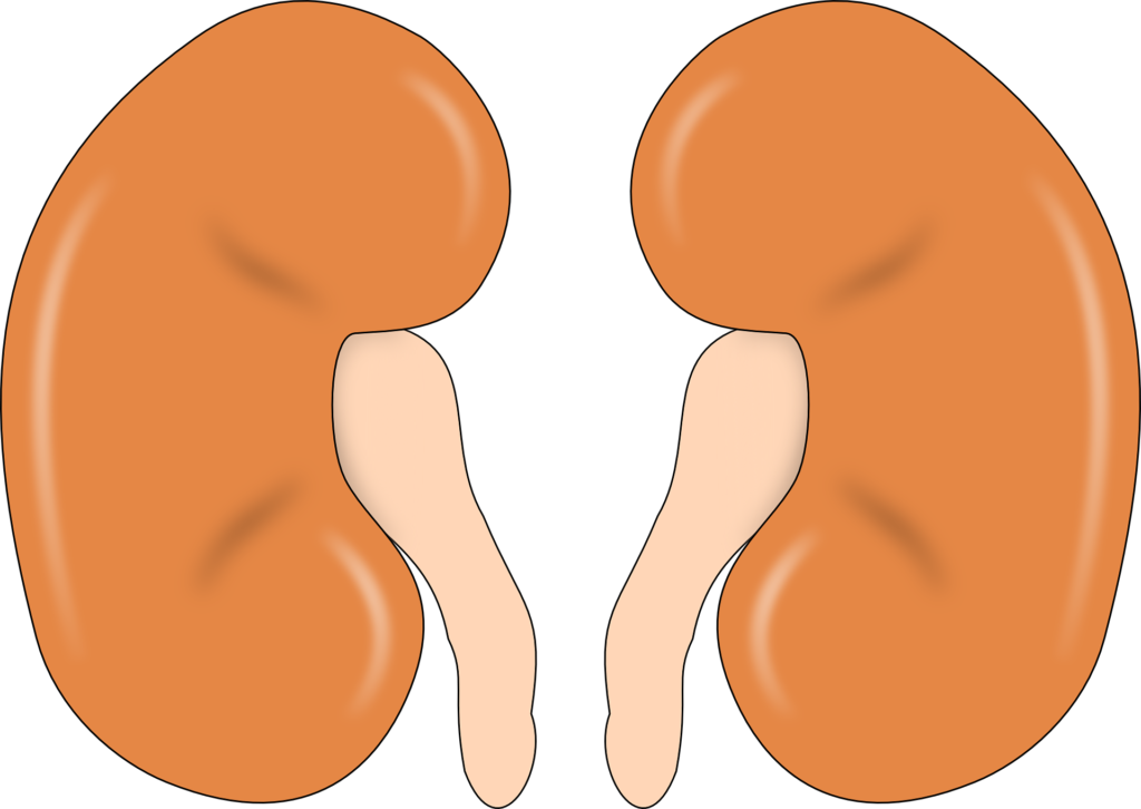 kidney