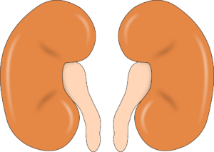 kidney