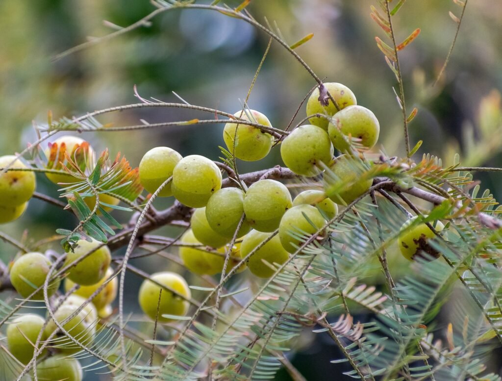 amla- best food